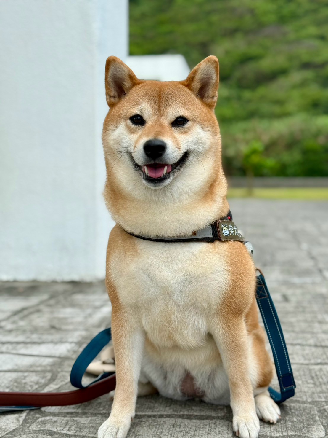 柴犬栗子坐在戶外步道的照片