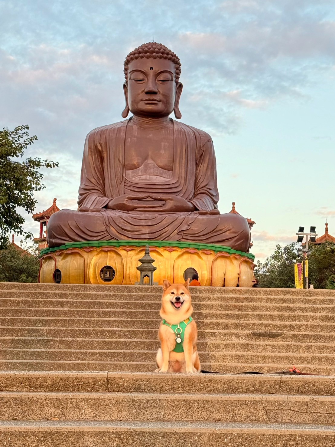 栗子在佛像前的寵物旅遊照片